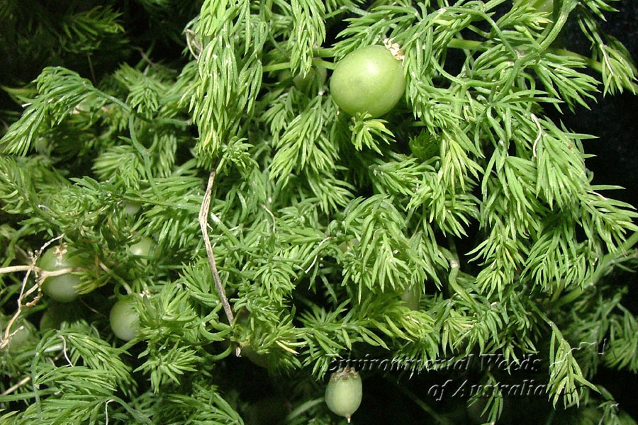 asparagus declinatus,,bridal veil,pale berry asparagus,south african creeper,مارچوبه شویدی.